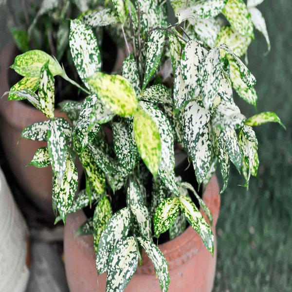 PHP-DRACAENA G.F. BEAUTY - Image 4