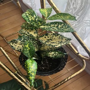HP-DRACAENA G.F. BEAUTY