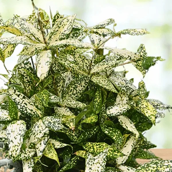PHP-DRACAENA G.F. BEAUTY - Image 3