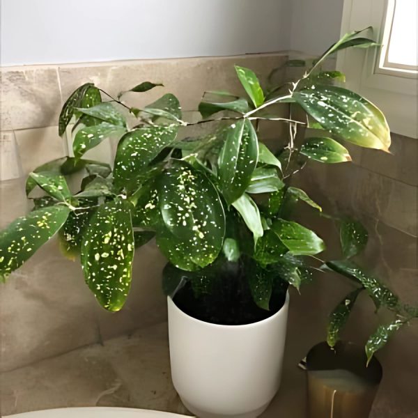 PHP-DRACAENA GODSEFFIANA - Image 3