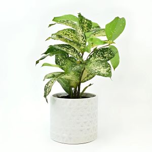 PHP-DRACAENA GODSEFFIANA