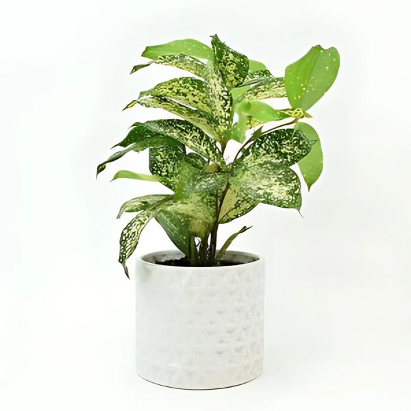 PHP-DRACAENA GODSEFFIANA - Image 2