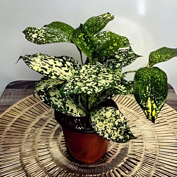 PHP-DRACAENA GODSEFFIANA
