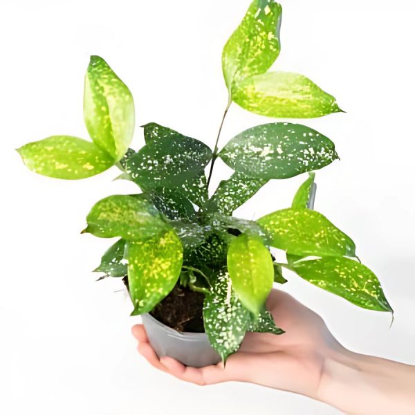 PHP-DRACAENA GODSEFFIANA - Image 4