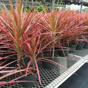 HP-DRACAENA M. TRICOLOR