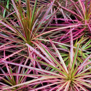 HP-DRACAENA M. TRICOLOR
