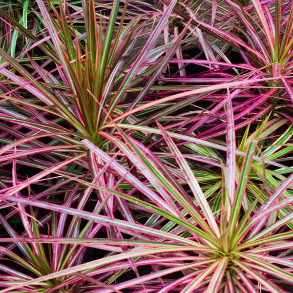 PHP-DRACAENA M. TRICOLOR - Image 2