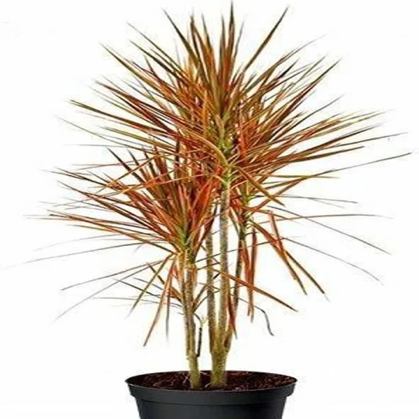 PHP-DRACAENA M. TRICOLOR - Image 3