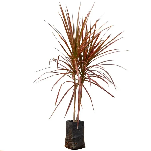PHP-DRACAENA M. TRICOLOR