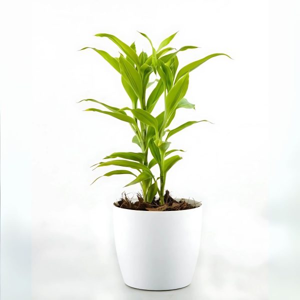 PHP-DRACAENA SAND. LUTEA