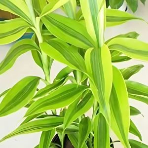 PHP-DRACAENA SAND. LUTEA