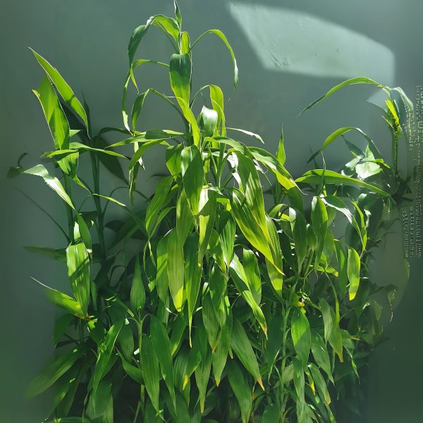 PHP-DRACAENA SAND. LUTEA - Image 4