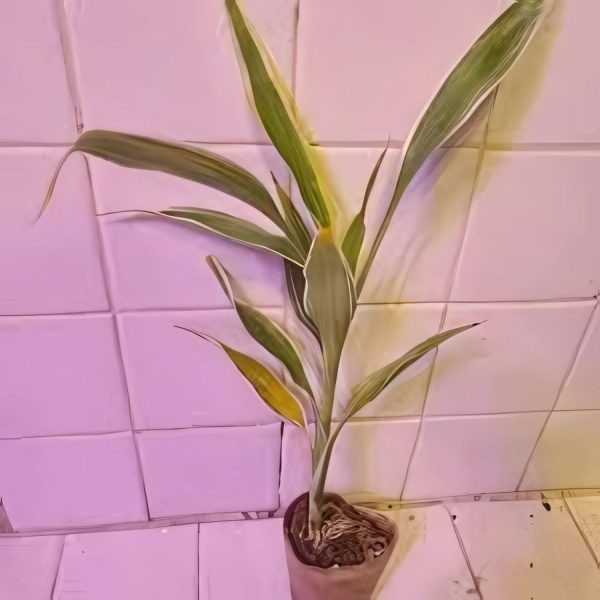 PHP-DRACAENA SAND. LUTEA - Image 3