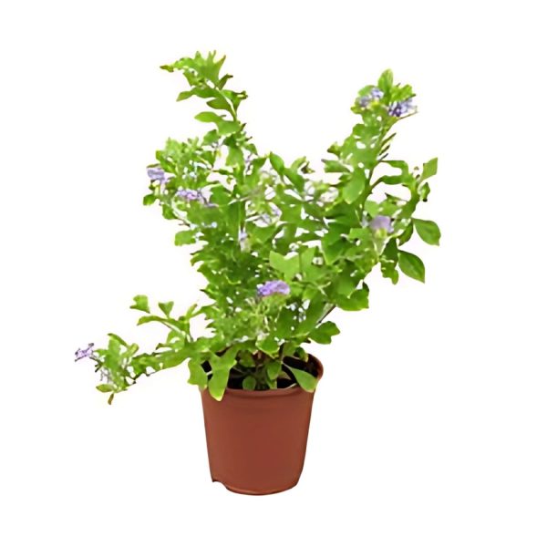 DURANATA ERECTA