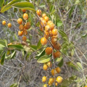 DURANATA ERECTA