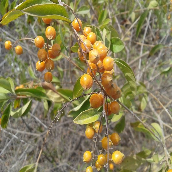 DURANATA ERECTA - Image 2