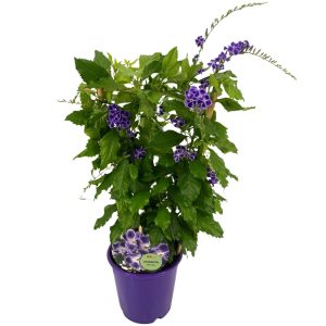 DURANTA REPENS VARIEGATA