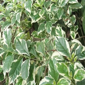 DURANTA REPENS VARIEGATA