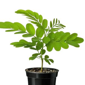 DALBERGIA SISSOO