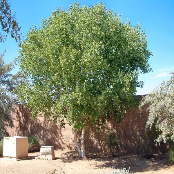 DALBERGIA SISSOO - Image 2