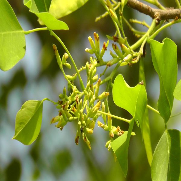 DALBERGIA SISSOO - Image 3