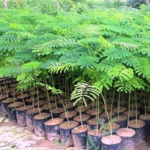 DELONIX REGIA