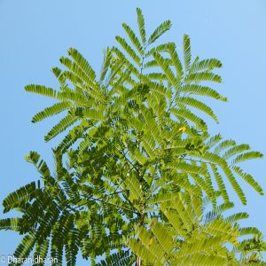 DELONIX REGIA