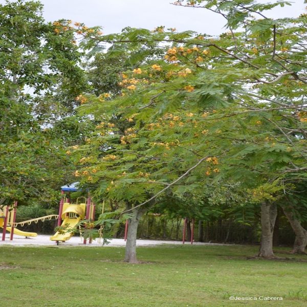 DELONIX REGIA - Image 3