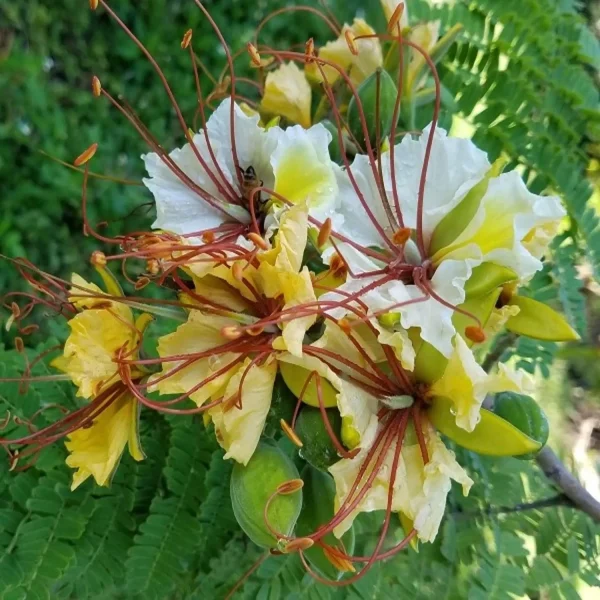 DELONIX REGIA - Image 4