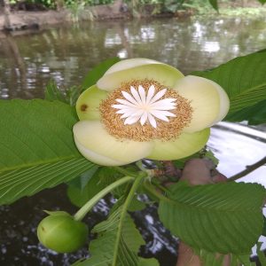 DILLENIA INDICA