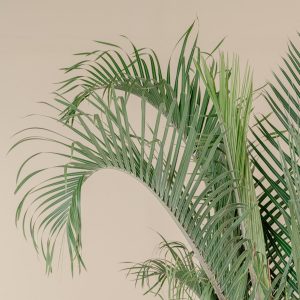 DYPSIS DECARYI