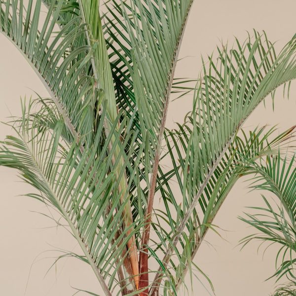 DYPSIS DECARYI - Image 3