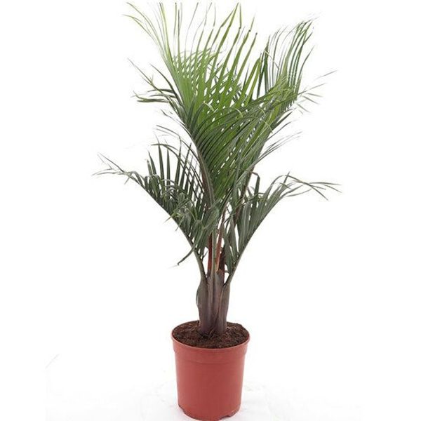 DYPSIS DECARYI