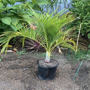 DYPSIS DECIPIENS