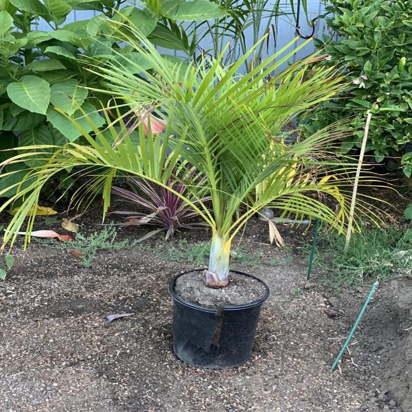 DYPSIS DECIPIENS