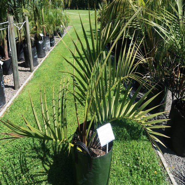 DYPSIS DECIPIENS - Image 3