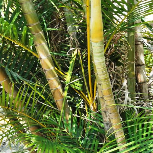 PHP-DYPSIS LUTESCENS - Image 3