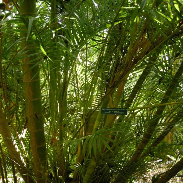 PHP-DYPSIS LUTESCENS - Image 4