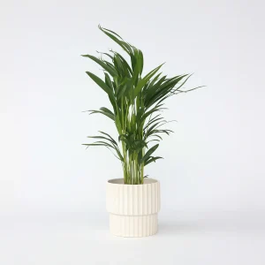 DYPSIS LUTESCENS