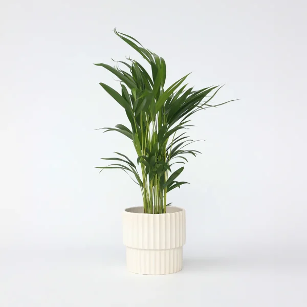 PHP-DYPSIS LUTESCENS