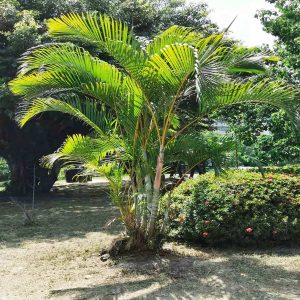 DYPSIS LUTESCENS