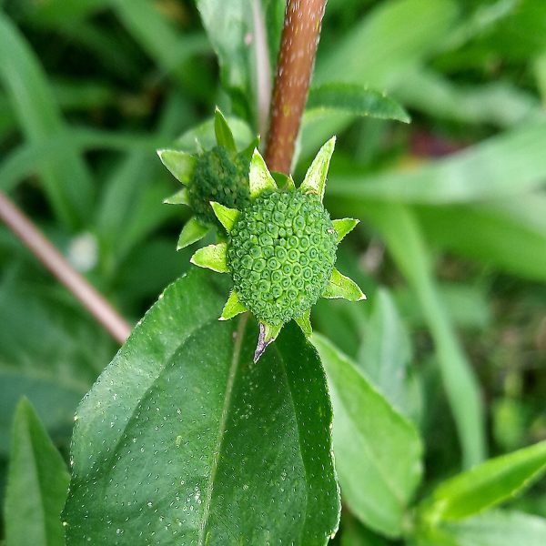 ECLIPTA ALBA - Image 5