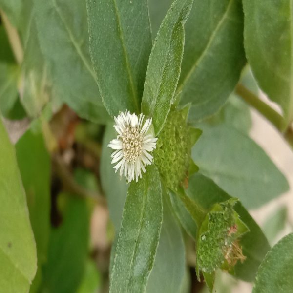 ECLIPTA ALBA - Image 4