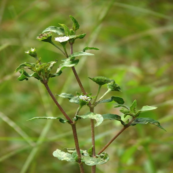 ECLIPTA ALBA - Image 3