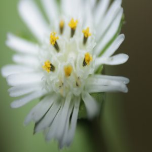 ECLIPTA ALBA