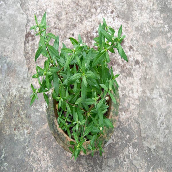 ECLIPTA ALBA