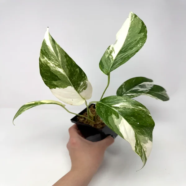 PHP-EPIPERNUM PINNATUM - Image 2