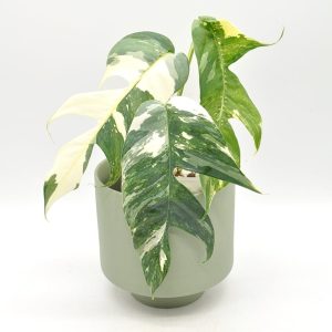 PHP-EPIPERNUM PINNATUM
