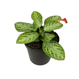 PHP-EPISCIA CUPREATA FROSTY