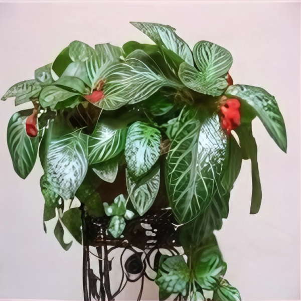 PHP-EPISCIA CUPREATA FROSTY - Image 3